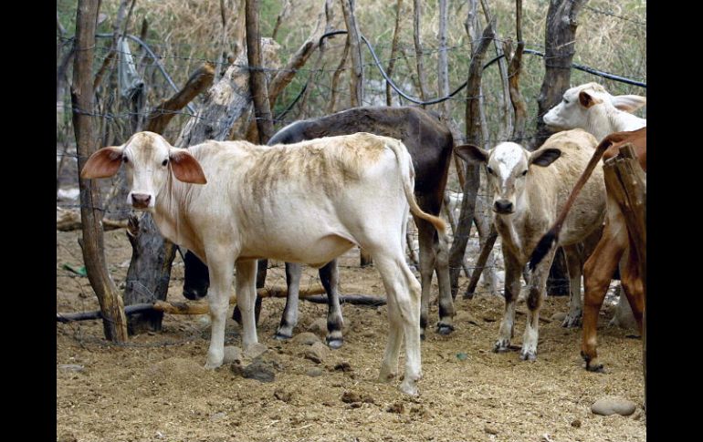 Médicos veterinarios de la delegación de la Sagarpa revisaron al ganado. ARCHIVO  /