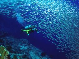 Afirman el fondo marino en las islas, está compuesto por corales que sirven de hábitat a las diversas especies de peces. ESPECIAL  /