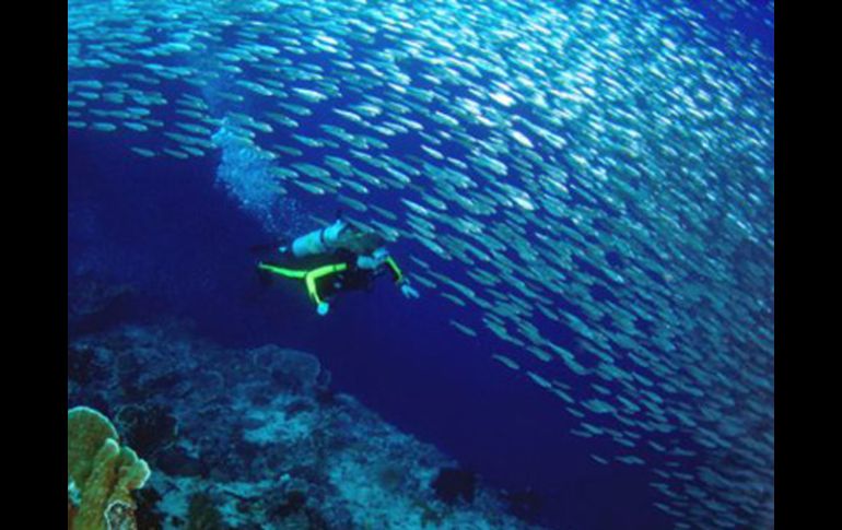 Afirman el fondo marino en las islas, está compuesto por corales que sirven de hábitat a las diversas especies de peces. ESPECIAL  /