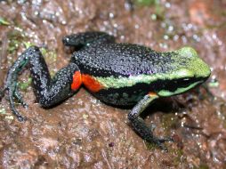 Esta especie se oculta en los bosques de la sierra andina. EFE  /