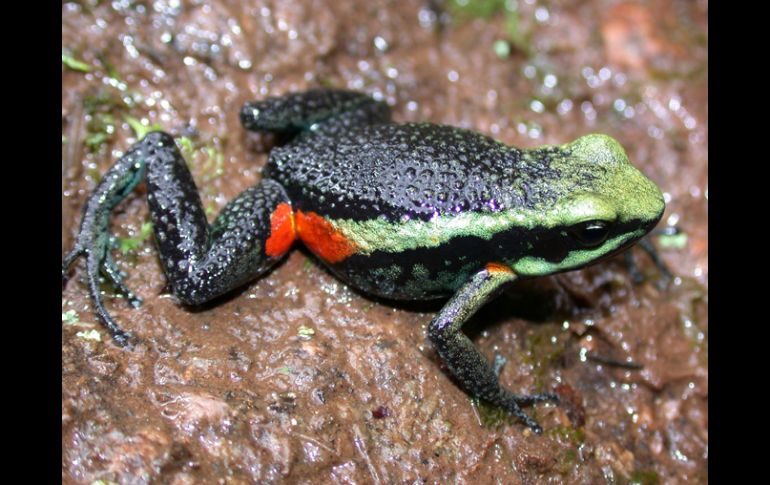 Esta especie se oculta en los bosques de la sierra andina. EFE  /