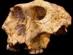 Especímen conocido como SK 48, que es uno de los mejores ejemplos de Paranthropus robustos hallados en la cueva de Swartkrans. EFE  /