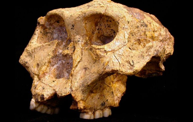 Especímen conocido como SK 48, que es uno de los mejores ejemplos de Paranthropus robustos hallados en la cueva de Swartkrans. EFE  /