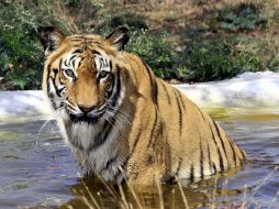 Lanzan campaña para doblar la población de dichos felinos. EFE  /