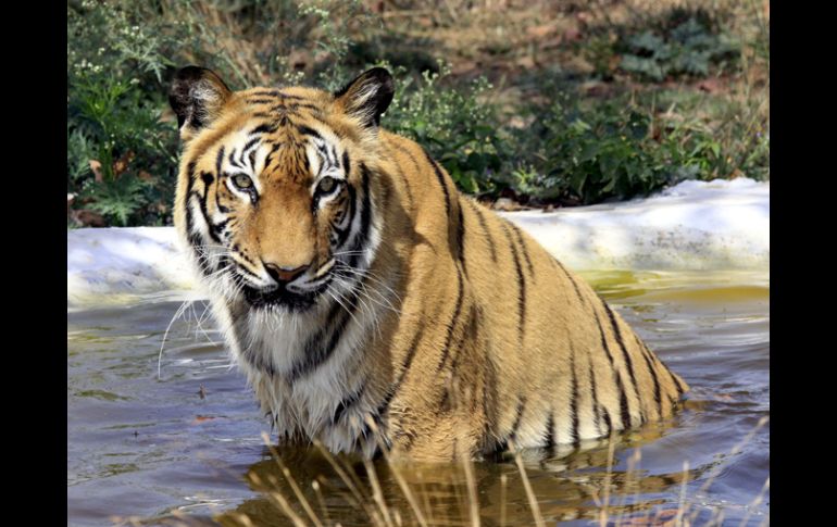 Lanzan campaña para doblar la población de dichos felinos. EFE  /