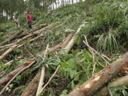 La cobertura boscosa natural de Colombia es de 55 millones de hectáreas. EFE  /