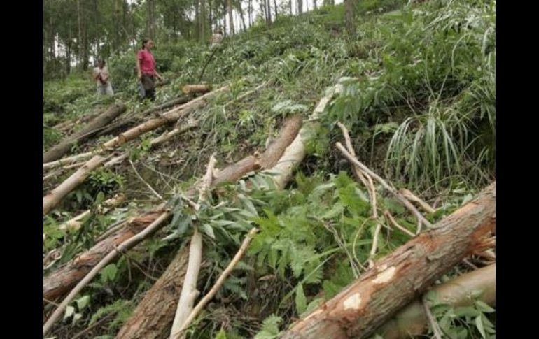 La cobertura boscosa natural de Colombia es de 55 millones de hectáreas. EFE  /