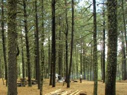 La estructura de la edad de los bosques cambió y ahora están aumentando en densidad con gran rapidez. ARCHIVO  /