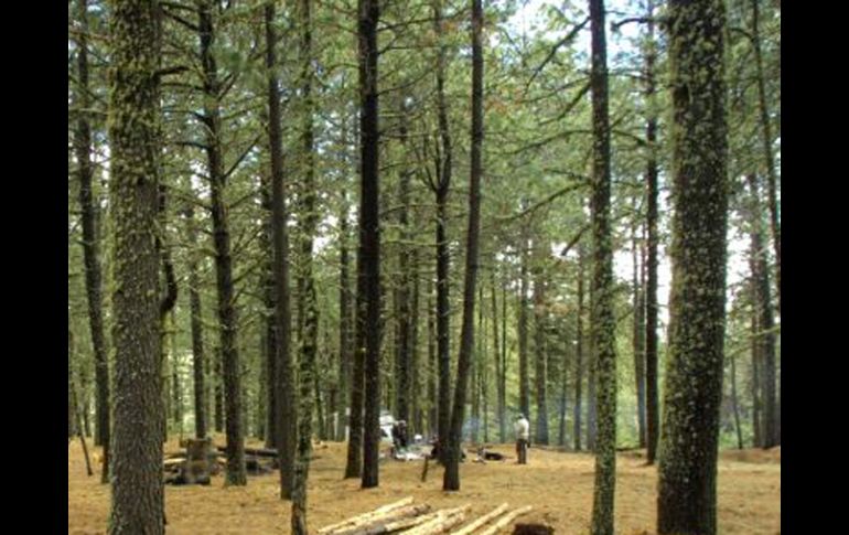 La estructura de la edad de los bosques cambió y ahora están aumentando en densidad con gran rapidez. ARCHIVO  /