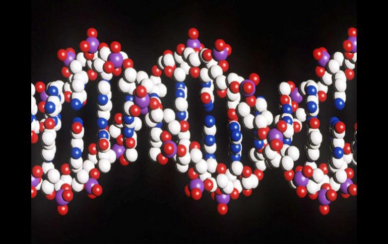El genoma humano está formado por más de tres mil millones de unidades químicas llamadas nucleótidos. EFE  /