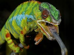 Algunas de las especies únicas que habitan en este lugar son tortugas marinas, zorros voladores y camaleones. AFP  /