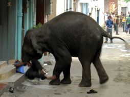 Un elefante salvaje mata a un hombre con sus colmillos cerca del Bazar Bamboo en Mysore. EFE  /