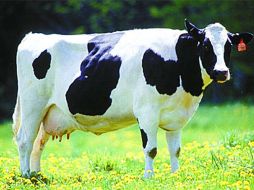 El nombre de la vaca es un acrónimo de las siglas del INTA y la USAM. ESPECIAL  /