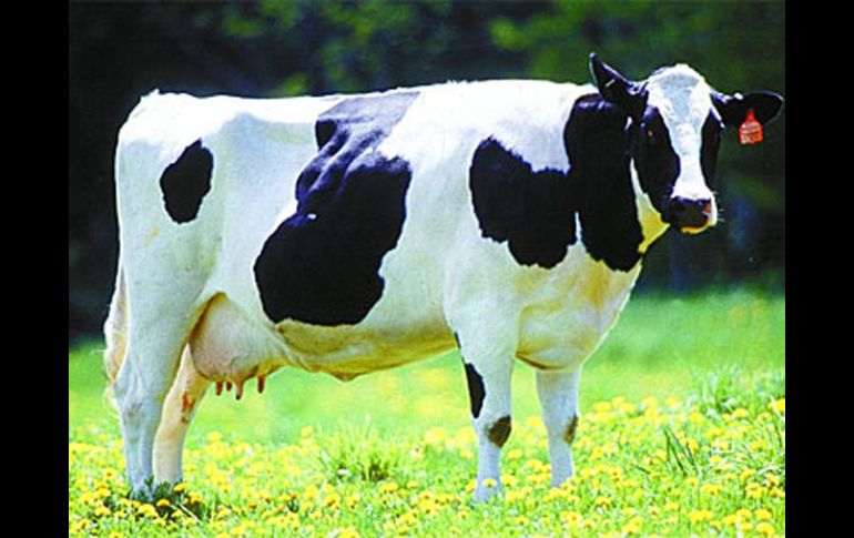 El nombre de la vaca es un acrónimo de las siglas del INTA y la USAM. ESPECIAL  /