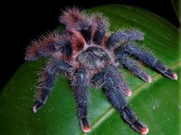 Imagen de un ejemplar de la tarántula Avicularia braunshauseni. EFE  /