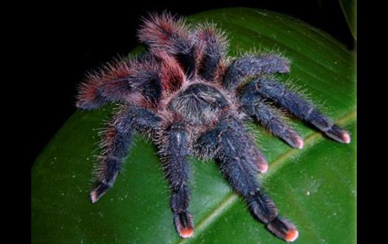 Imagen de un ejemplar de la tarántula Avicularia braunshauseni. EFE  /