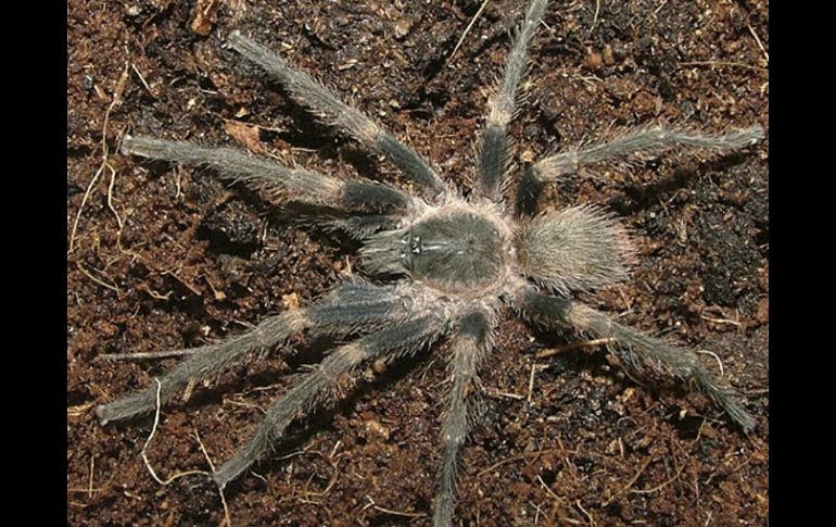 Una nueva especie de tarántula rosada es bautizada en honor a Rubén Blades. EFE  /