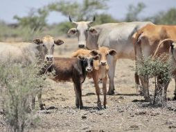 Jalisco ocupa el segundo lugar de producción de carne de res en el país. ARCHIVO  /