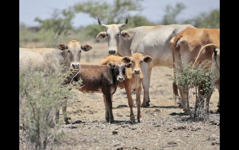 Jalisco ocupa el segundo lugar de producción de carne de res en el país. ARCHIVO  /