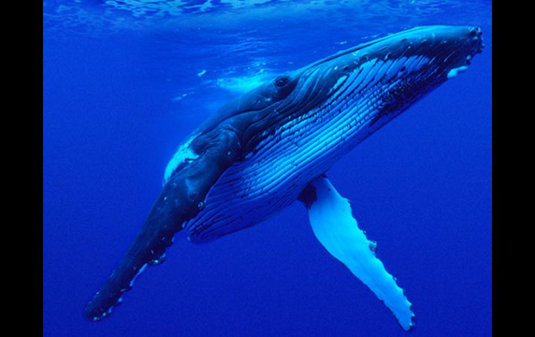 Las ballenas pertenecen al orden de los cetáceos, como los cachalotes y los delfines. WWF.ES  /