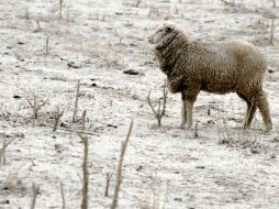 En tanto no cambie la situación de erupción, los evacuados no podrán retornar a su hogar. AP  /