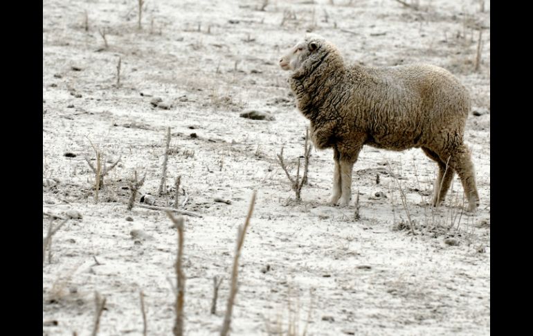 En tanto no cambie la situación de erupción, los evacuados no podrán retornar a su hogar. AP  /