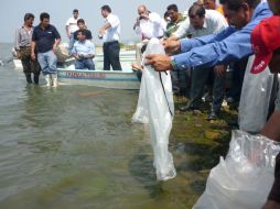 Autoridades acudieron ayer a la liberación de un millón de tilapias en el Lago de Chapala. S. MALDONADO  /