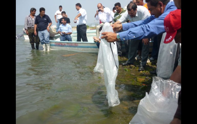 Autoridades acudieron ayer a la liberación de un millón de tilapias en el Lago de Chapala. S. MALDONADO  /