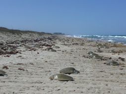 La tortuga lora es la única especie endémica del Golfo de México. ESPECIAL  /