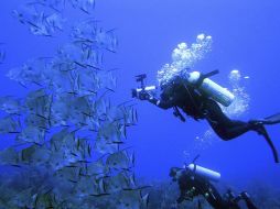 La pesca destructiva, la contaminación y el cambio climático están devastando especies y ambientes marinos. EFE  /