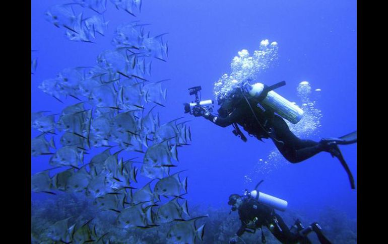 La pesca destructiva, la contaminación y el cambio climático están devastando especies y ambientes marinos. EFE  /