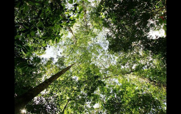 El lema utilizado en el nuevo proyecto es 'El Bosque sin fronteras para todos y el bien común'. EFE  /