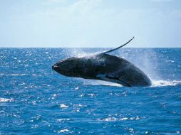 Según científicos, la ballena gris llegó al mar Mediterráneo por la reducción de la capa de hielo del Ártico. ESPECIAL  /