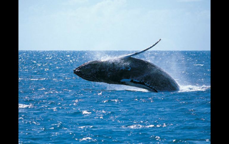 Según científicos, la ballena gris llegó al mar Mediterráneo por la reducción de la capa de hielo del Ártico. ESPECIAL  /