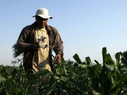 Se verían beneficiados los agricultores.ARCHIVO  /