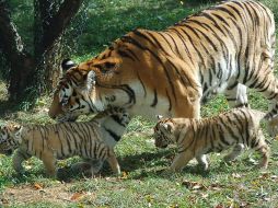 Se manifestaron hoy en defensa de una parcela única de bosque, habitada por el tigre siberiano. EFE  /