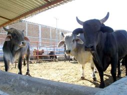 La víscera es un producto cárnico de alto valor nutricional, que debe comercializarse en sitios establecidos formales. ARCHIVO  /