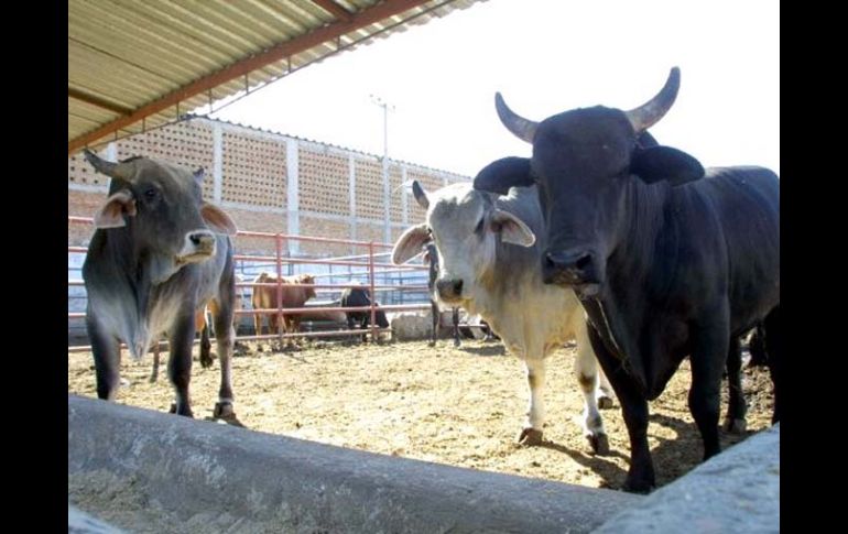 La víscera es un producto cárnico de alto valor nutricional, que debe comercializarse en sitios establecidos formales. ARCHIVO  /