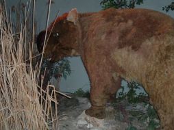 El diprotodonte era un marsupial de la era del Pleistoceno. ESPECIAL  /