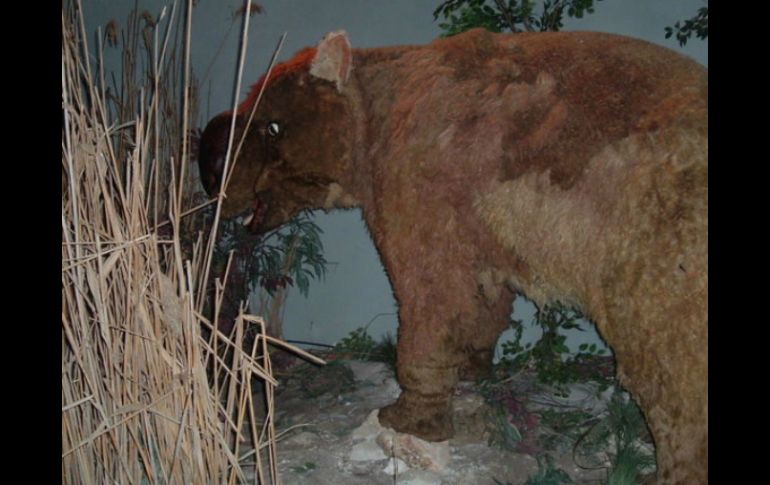 El diprotodonte era un marsupial de la era del Pleistoceno. ESPECIAL  /