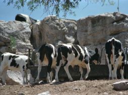 Se detectó cesio radiactivo en la carne de once vacas enviadas para su procesado a Tokio. ARCHIVO  /