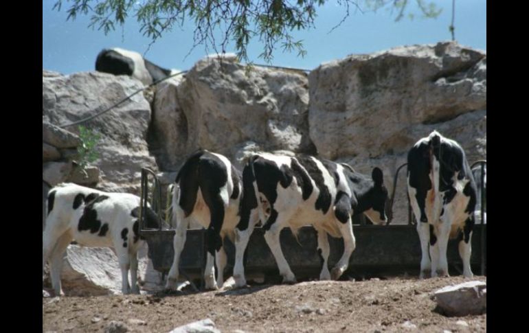 Se detectó cesio radiactivo en la carne de once vacas enviadas para su procesado a Tokio. ARCHIVO  /