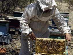 Los propóleos es una sustancia que producen las abejas. ARCHIVO EL INFORMADOR  /