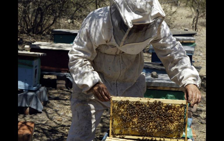 Los propóleos es una sustancia que producen las abejas. ARCHIVO EL INFORMADOR  /