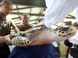 La tortuga gigante se encuentra en libertad tras ser curada. EFE  /