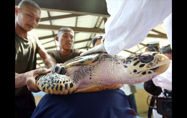 La tortuga gigante se encuentra en libertad tras ser curada. EFE  /