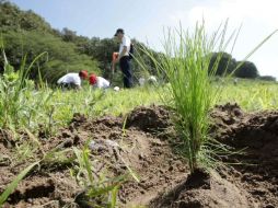 Este fin de semana están previstas actividades de reforestación en diversos puntos del municipio. ARCHIVO  /