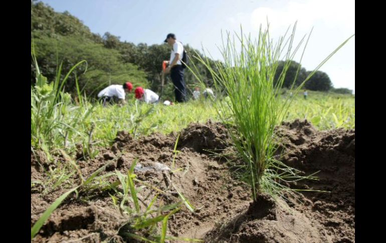 Este fin de semana están previstas actividades de reforestación en diversos puntos del municipio. ARCHIVO  /