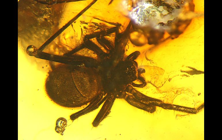 Fósil de la variedad de araña, mide 2 milímetros y sus patas triplican la longitud de su cuerpo. EFE  /