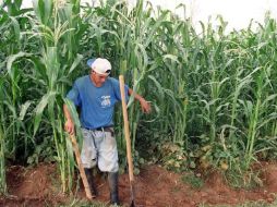 El inventor quiere que el prototipo tenga las funciones de un agricultor experimentado. ARCHIVO  /